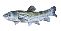 Amur bílý
