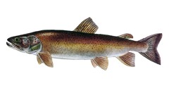 Hlavatka obecná